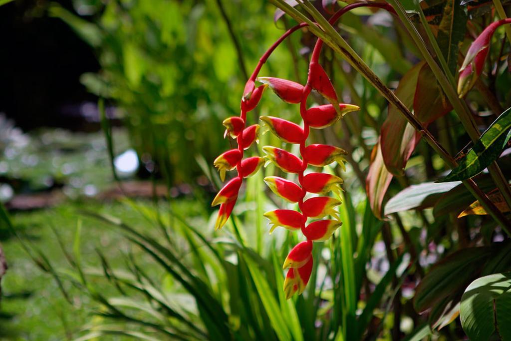 Villa Hibiscus Sanur Dış mekan fotoğraf