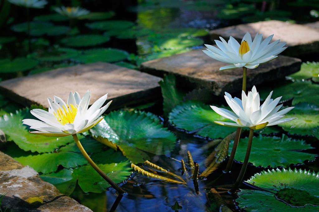 Villa Hibiscus Sanur Dış mekan fotoğraf