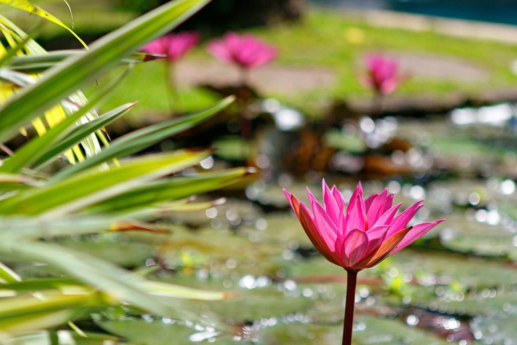 Villa Hibiscus Sanur Dış mekan fotoğraf